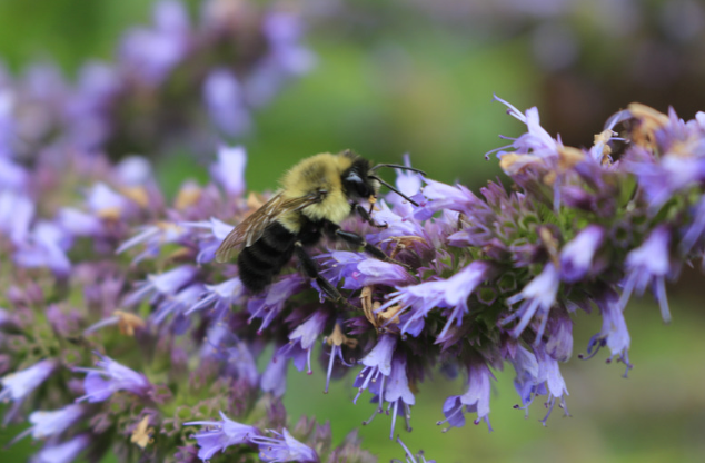 Agastache Honey | The Superior Antifungal Power of Agastache Honey