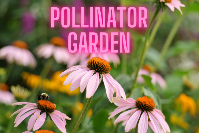 10 Easy Steps to the Perfect Back Yard Pollinator Garden