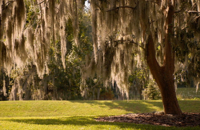 Why you want Spanish Moss Near your HoneyBees | Natures Health Indicator